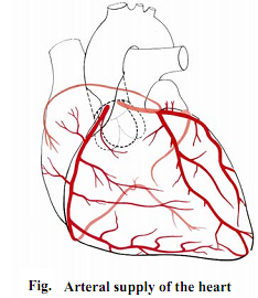 1654_Arteral supply of the heart.png